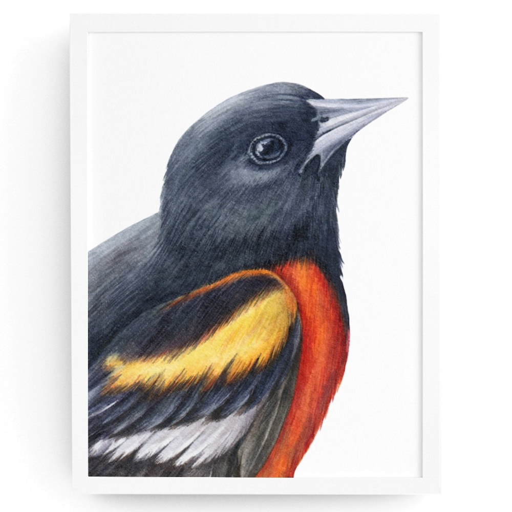 Watercolor Wall Art Baltimore Oriole Bird Print Poster Unframed